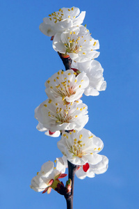 春天盛开的樱花枝