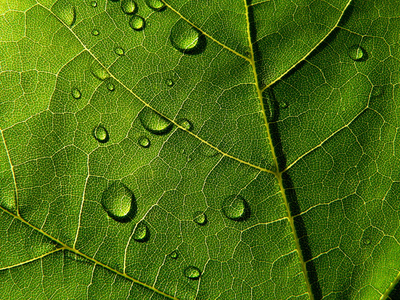 深绿色叶与滴雨