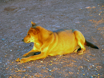 在纪念碑山谷享受日落的狗