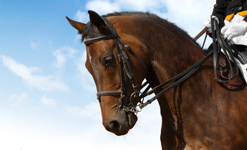 花式骑术训练 驯马技术图片