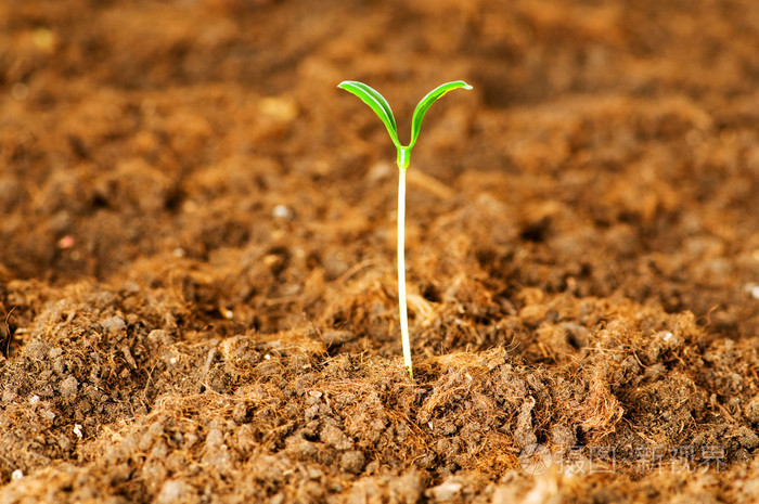 新生活理念青苗生长