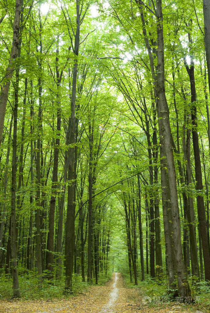 森林丛林森林似的一丛一片