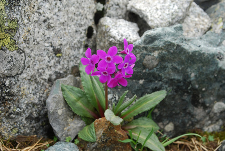 花卉 绿色 植物 高山 月见草 野生动物