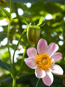 花圃，粉红色的花瓣