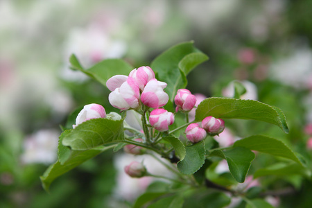 苹果树