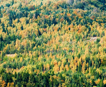 秋季森林背景