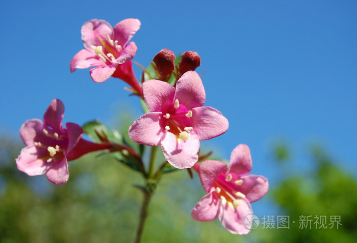 美丽的紫铃花照片 正版商用图片i 摄图新视界 美丽的紫铃花照片 正版商用图片i 摄图新视界