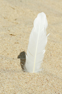 沙子里的羽毛