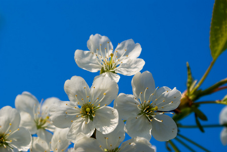 flowerings 树的分支