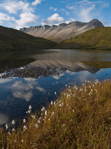 湖滨区 cottongrass