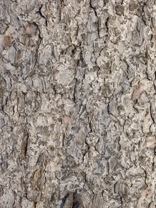 淡棕色树树皮背景