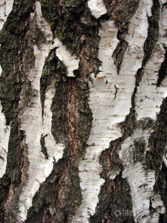 ημ03δαφλοι0209桦树皮