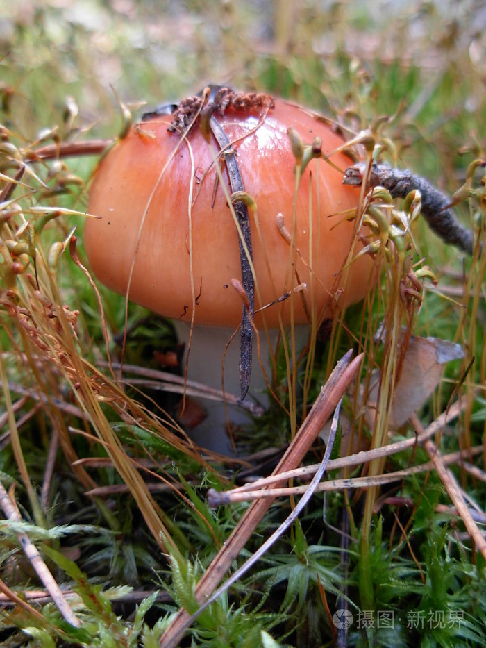小蘑菇生长在 moss 中