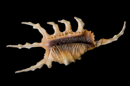 海中软体动物的壳，贝壳