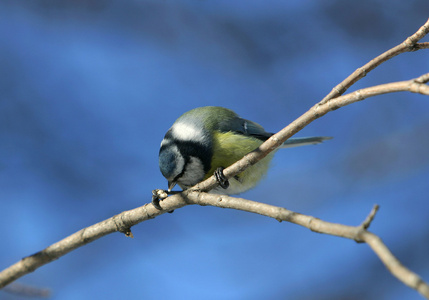 在一个分支上 titmouse