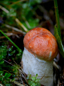 阿斯彭蘑菇