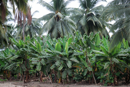 棕榈树的种植图片