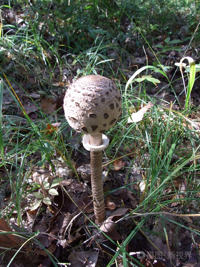 蘑菇蘑菇状物蘑菇形物体女用蘑菇形草帽暴发户