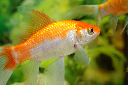 观赏鱼 水族箱鱼照片