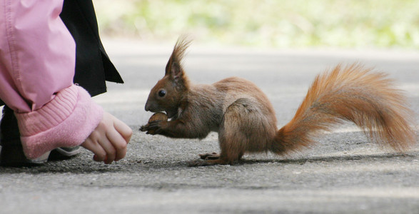 灵活的松鼠图片