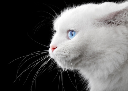 一只白猫的肖像