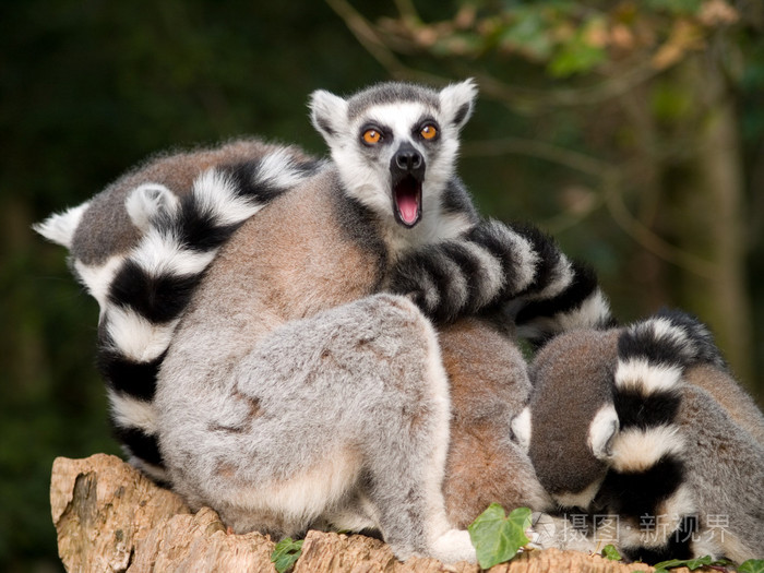动狐猴lemur的名词复数