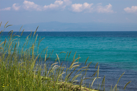 高草和海景