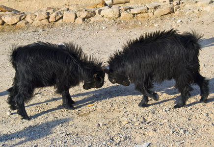 两只山羊在打架照片
