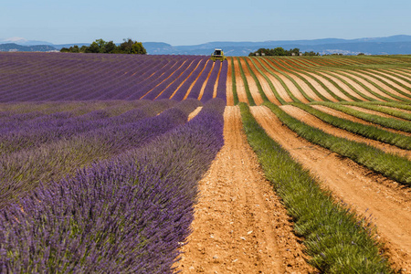 薰衣草田，valensole，普罗旺斯，法国薰衣草花香