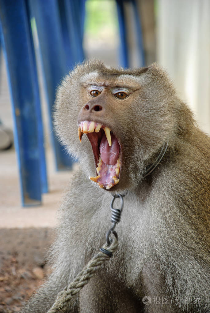猴嘴恐吓牙齿吼