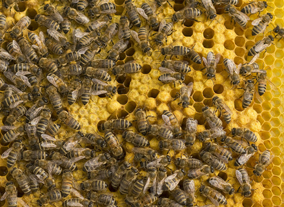 蜜蜂 bee的名词复数  集工作竞赛娱乐为一体的聚会