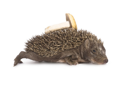 的有趣的刺猬肉丸子无缝模式与刺猬和蘑菇马来豪猪 (锥 brachyura) 在