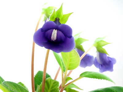 吊钟花，风铃草 钟形花植物