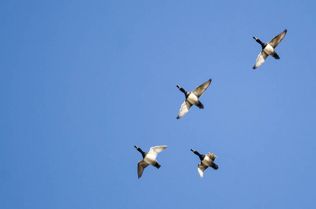 湛蓝的天空中飞行的四个环颈鸭子