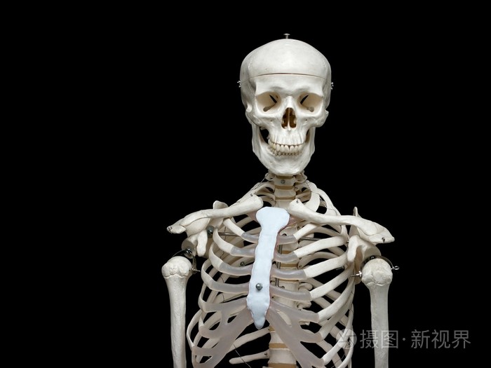 建筑物等的骨架骨骼梗概骨瘦如柴的人或动物