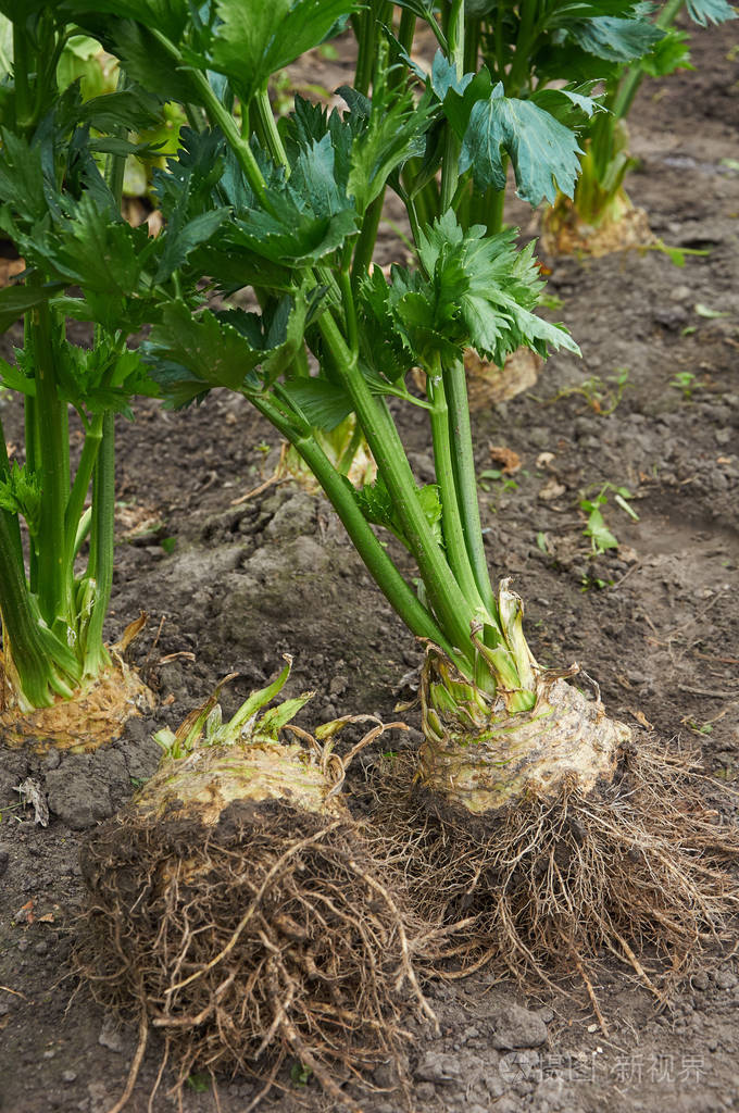 大成熟根芹菜的挖出来