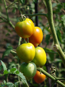 种植西红柿图片