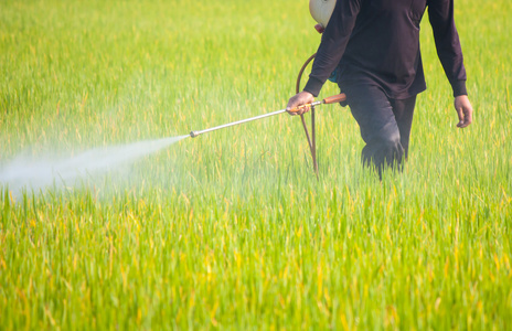 农民在稻田里喷洒杀虫剂图片