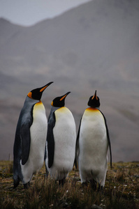 国王企鹅求爱仪式在财神湾图片