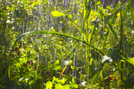 小雨点落在花园里图片