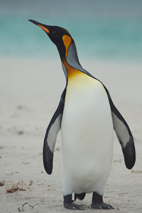 在沙滩上的国王企鹅