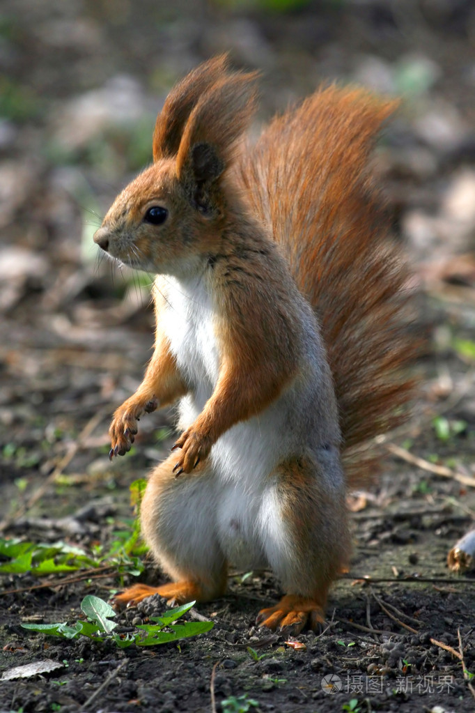 北美产的红松鼠