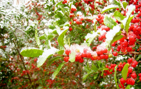 雪下的红色浆果