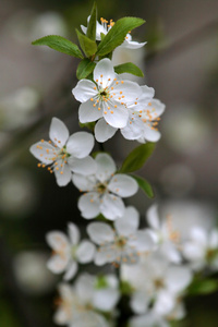 herry blossom