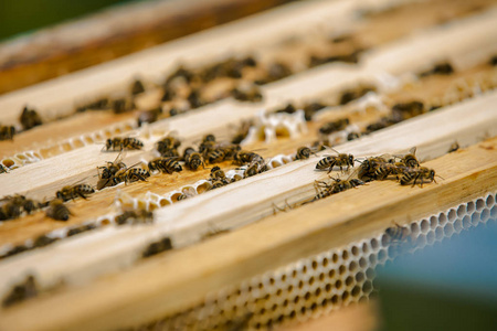 关闭工作蜜蜂蜂蜜细胞上的视图。工作上蜂窝的蜜蜂。蜜蜂在蜂巢上