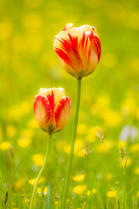 郁金香花草甸