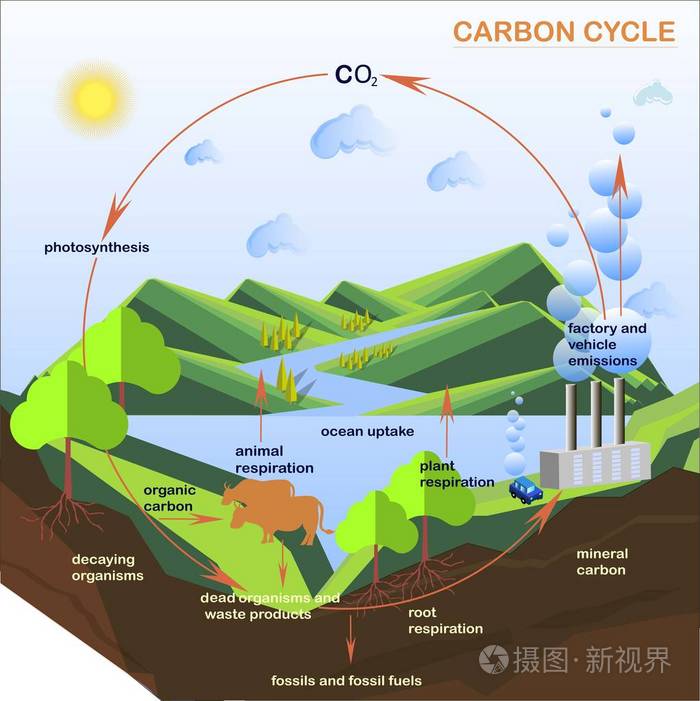 碳循环简图图片