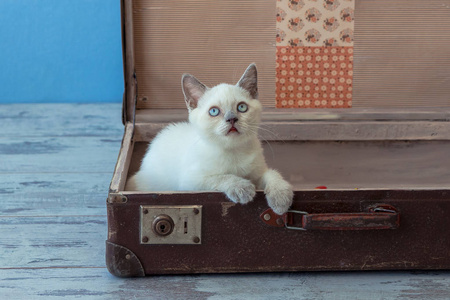复古手提箱里面的苏格兰直品种的小猫