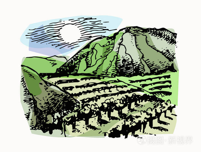 葡萄园景观矢量草图设计.手绘插图