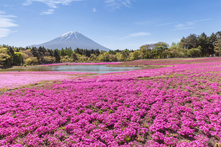 富士山和粉红色苔藓字段